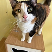 adopt a pet