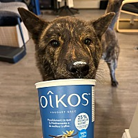 adopt-pet