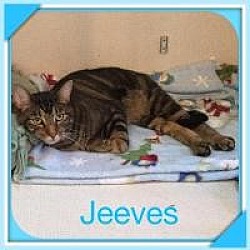 Thumbnail photo of JEEVES #1