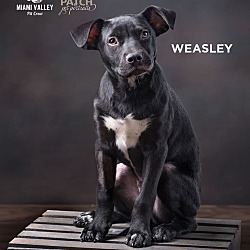 Thumbnail photo of Weasley #1