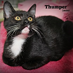 Thumbnail photo of Thumper #4