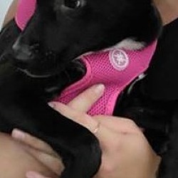 Thumbnail photo of Mila *in adoption process #3
