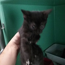 Photo of Black Kitten 2