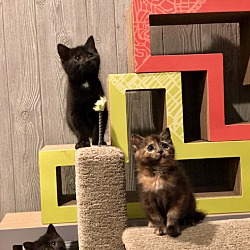 Photo of Uma's Kittens