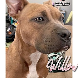 Photo of Willow (Courtesy Post)