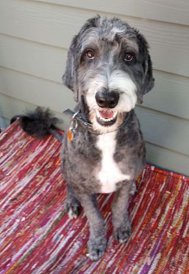 Hank from a baby - 10 months : r/coonhounds