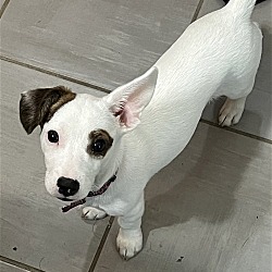 Photo of Olive