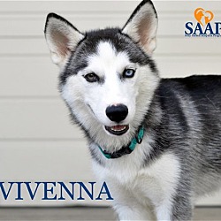 Photo of Vivenna
