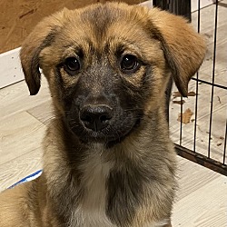 Photo of Vixen