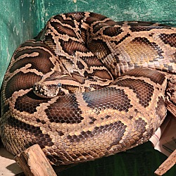 Photo of Snakey