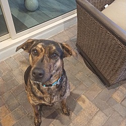 Henderson, NV - Plott Hound. Meet Daffy a Pet for Adoption - AdoptaPet.com