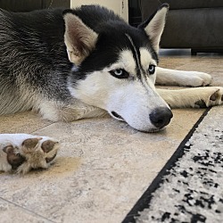 Thumbnail photo of Max (Husky) #3