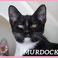 Thumbnail photo of Murdock #1