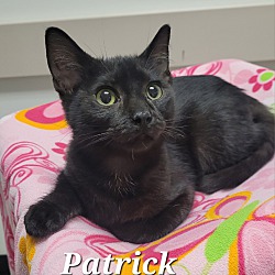 Thumbnail photo of Patrick #2