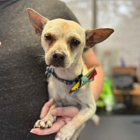 adopt a pet