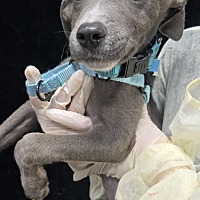 adopt a pet