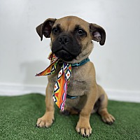 adopt a pet