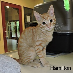 Thumbnail photo of Hamilton #4