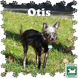Thumbnail photo of Otis #1