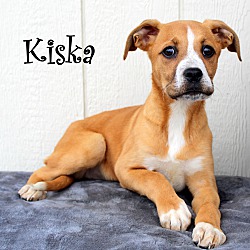 Thumbnail photo of Kiska~adopted! #2