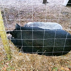 Thumbnail photo of 2 Piggy's #2