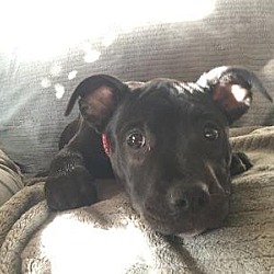 Photo of Chocolate - ADOPTED