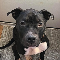 Photo of Bosco