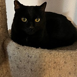 Photo of Barn Cat—Shadow Fax