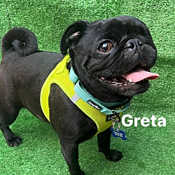 Thumbnail photo of Greta #3