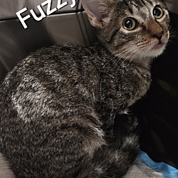 Thumbnail photo of Fuzzy #2