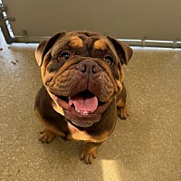 adopt a pet