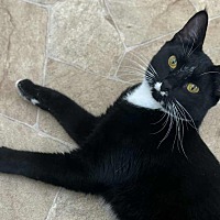 adopt a pet