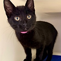 adopt a pet