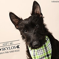Thumbnail photo of Skylos-adoption pending #2