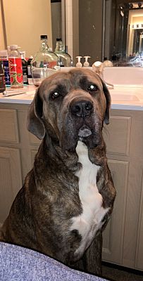 Jacksonville Beach Fl Cane Corso Meet Chong A Pet For