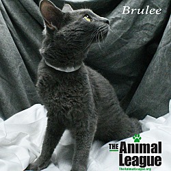 Thumbnail photo of Brulee #4