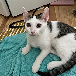 Photo of Gizmo