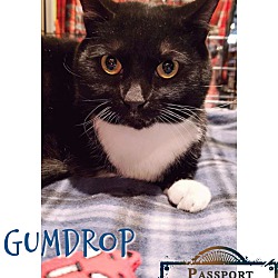 Thumbnail photo of Gumdrop #2