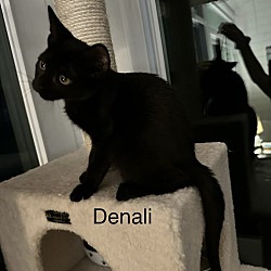 Thumbnail photo of Denali #2