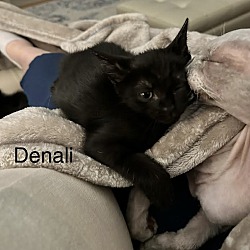 Thumbnail photo of Denali #4