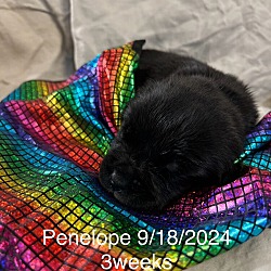 Thumbnail photo of Penelope #1