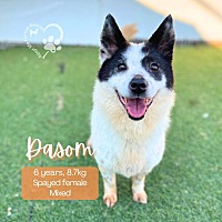 adopt-pet