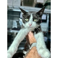 adopt-pet