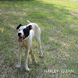 Thumbnail photo of Harley Quinn #2