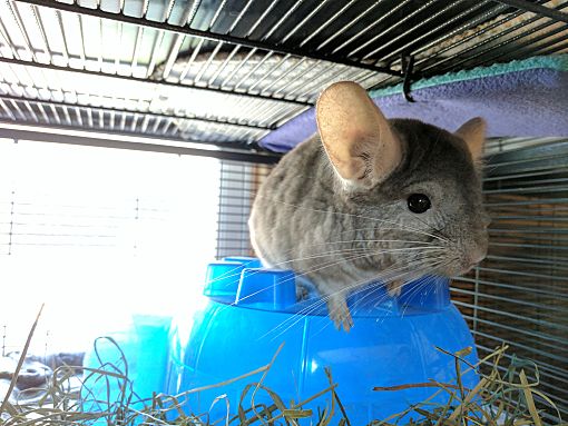 bobbies chinchillas - posts facebook on chinchilla pet for sale in mn