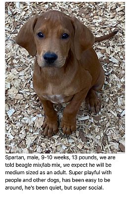 Richmond Va Beagle Meet Spartan A Pet For Adoption