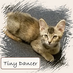 Thumbnail photo of Tiny Dancer #2