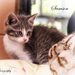 Photo of Samson