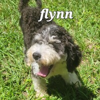 Photo of Flynn #3