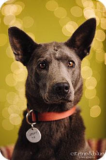 weimaraner german shepherd mix puppies